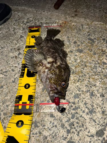 ムラソイの釣果