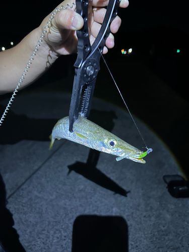 カマスの釣果