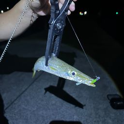 カマス