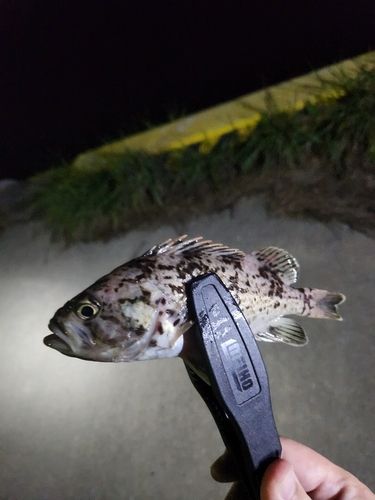 クロソイの釣果