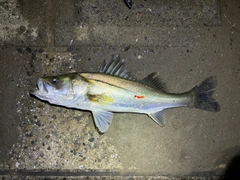 スズキの釣果