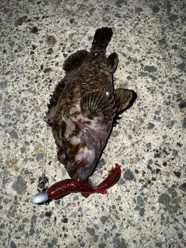 ムラソイの釣果