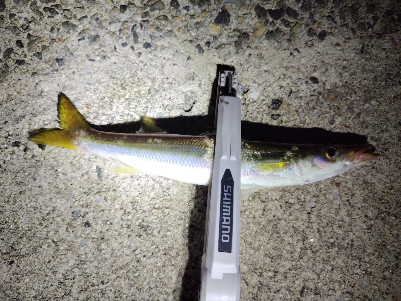 カマス