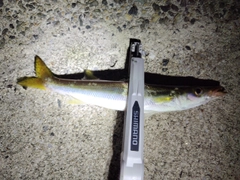 カマスの釣果