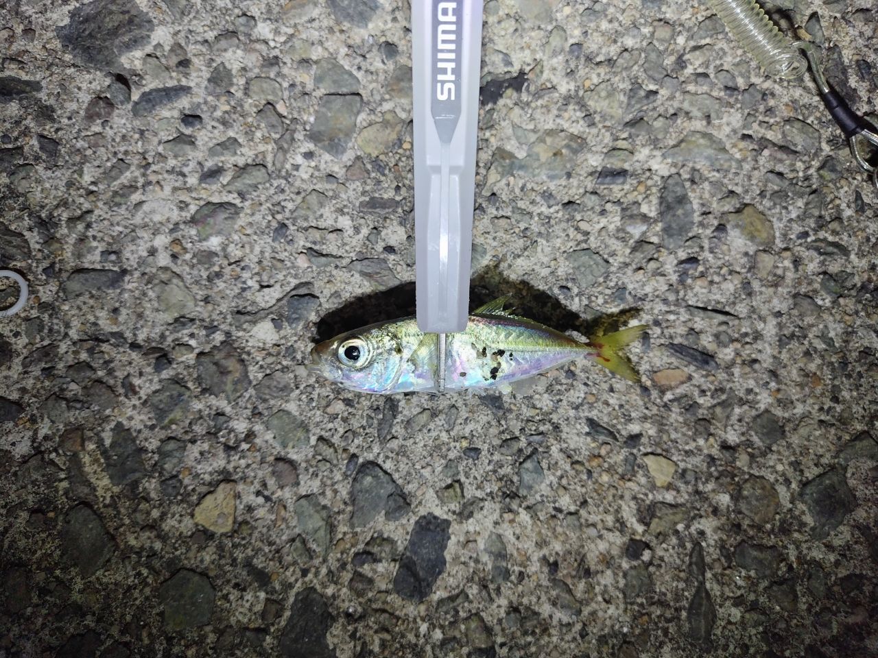カマス