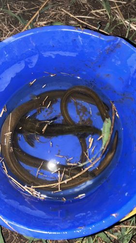 ウナギの釣果