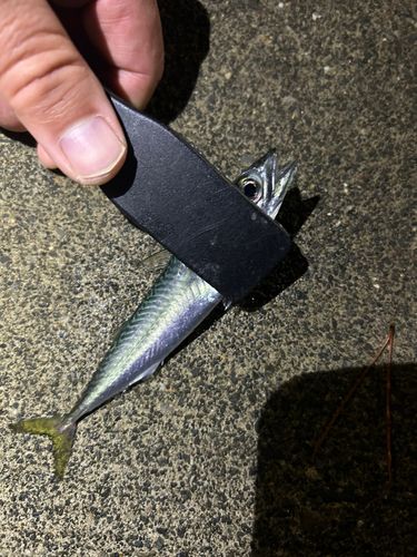 サバの釣果