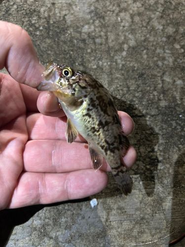 ソイの釣果