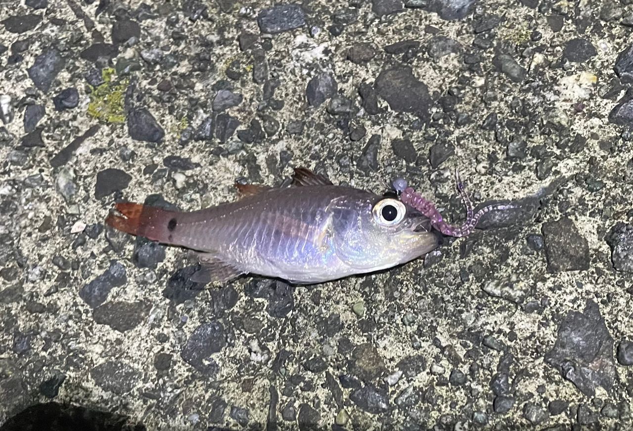 ネンブツダイ