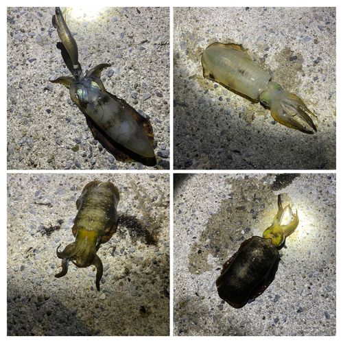 豊浜漁港