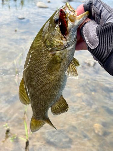 スモールマウスバスの釣果