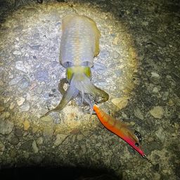 アオリイカ