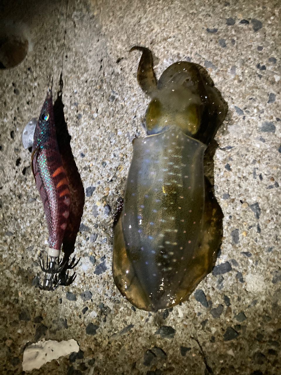 アオリイカ