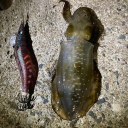アオリイカ