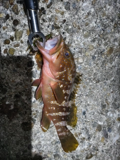 キジハタの釣果