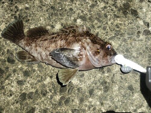ソイの釣果