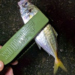 アジ