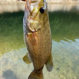 スモールマウスバス