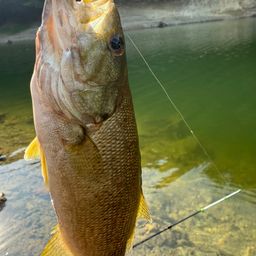 スモールマウスバス