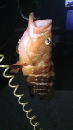 アコウの釣果