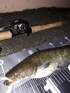 ナマズの釣果