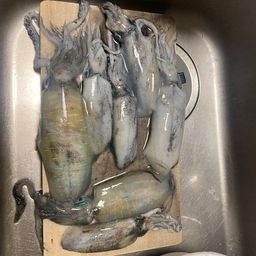 アオリイカ