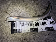 ハモの釣果