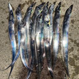 タチウオ