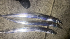 タチウオの釣果