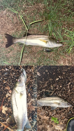 シーバスの釣果