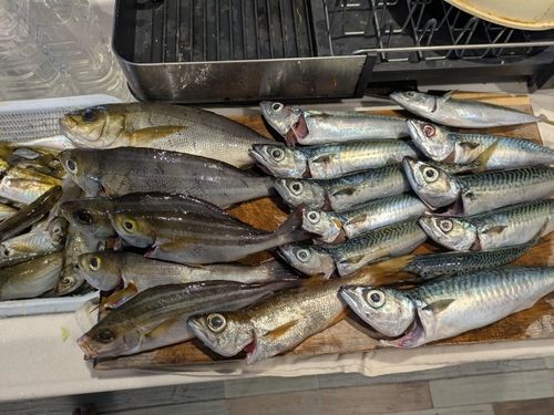 マアジの釣果
