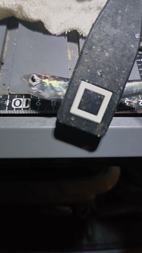 カタクチイワシの釣果