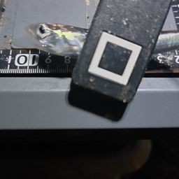 カタクチイワシ