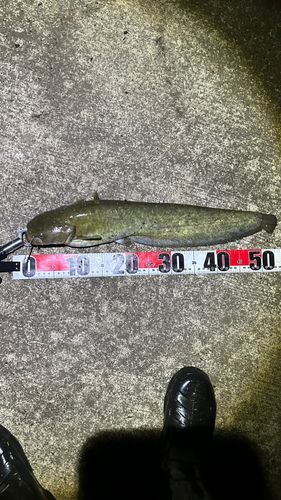 ナマズの釣果