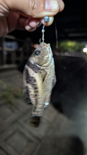 室見川河口