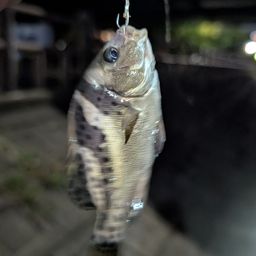 コショウダイ