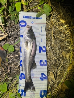 スズキの釣果