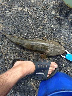 マゴチの釣果