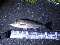 セイゴ（マルスズキ）の釣果