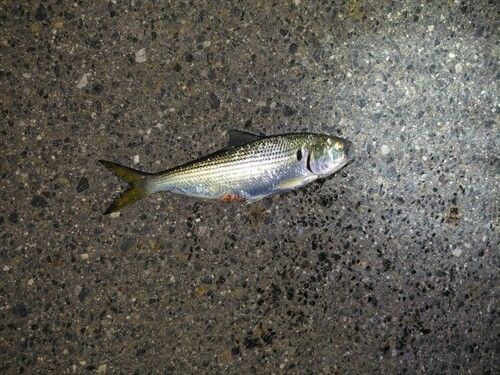 コノシロの釣果