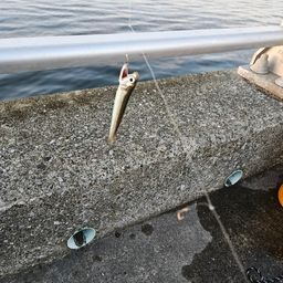 カタクチイワシ