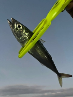 サバの釣果