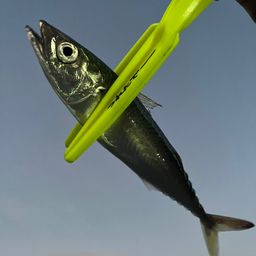 サバ