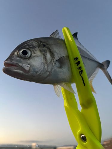 メッキの釣果