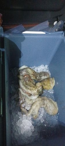 タコの釣果