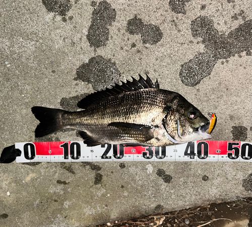 チヌの釣果