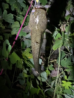 ナマズの釣果