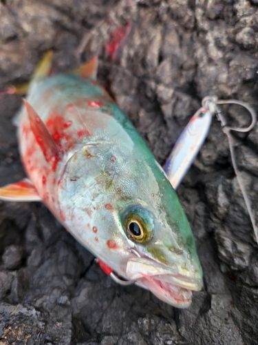 フクラギの釣果