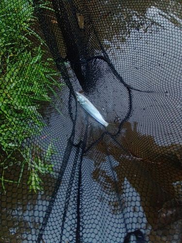 ハスの釣果