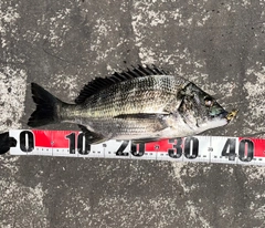 チヌの釣果